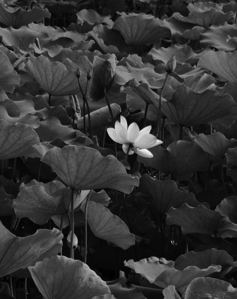 avatar chia buồn hoa sen trắng đám tang 10