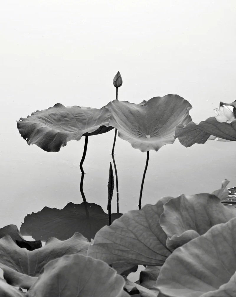 avatar chia buồn hoa sen trắng đám tang 11