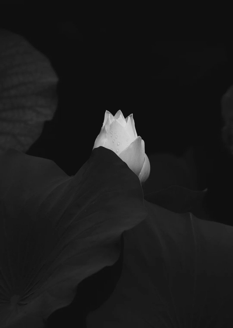 avatar chia buồn hoa sen trắng đám tang 15