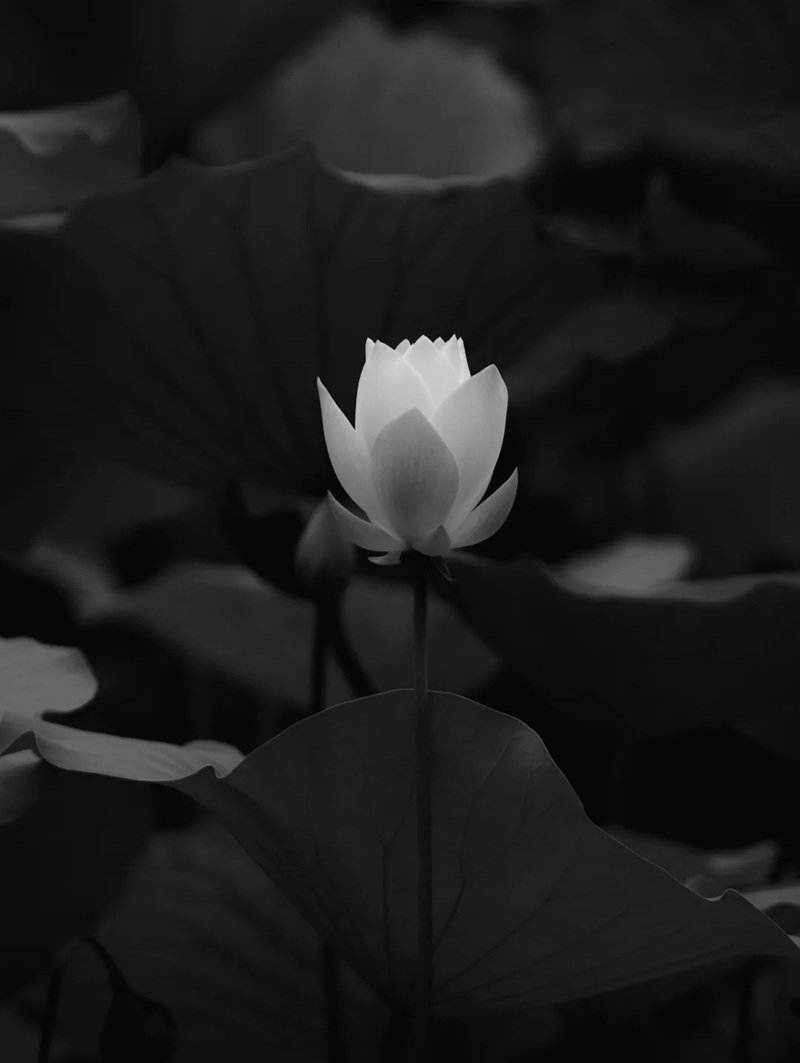 avatar chia buồn hoa sen trắng đám tang 16