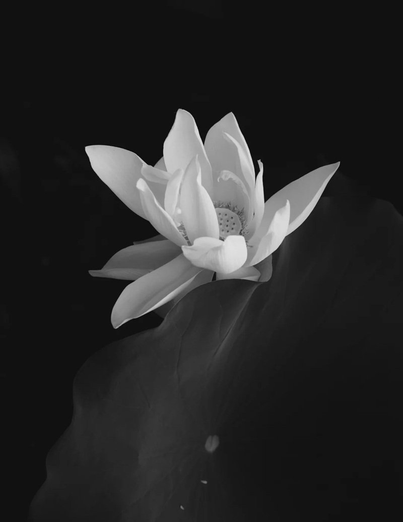 avatar chia buồn hoa sen trắng đám tang 17