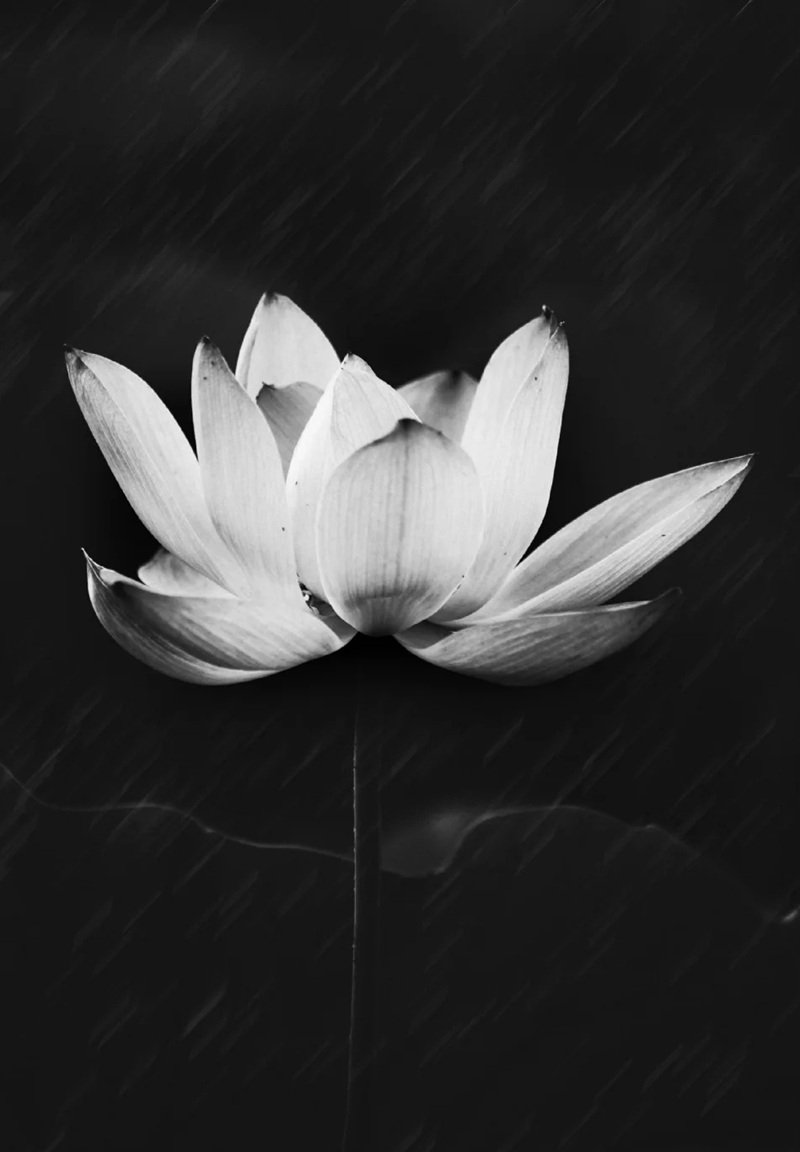 avatar chia buồn hoa sen trắng đám tang 18