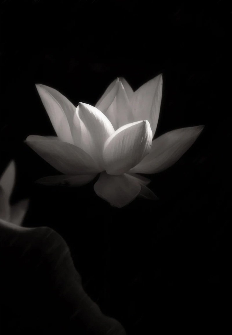 avatar chia buồn hoa sen trắng đám tang 19