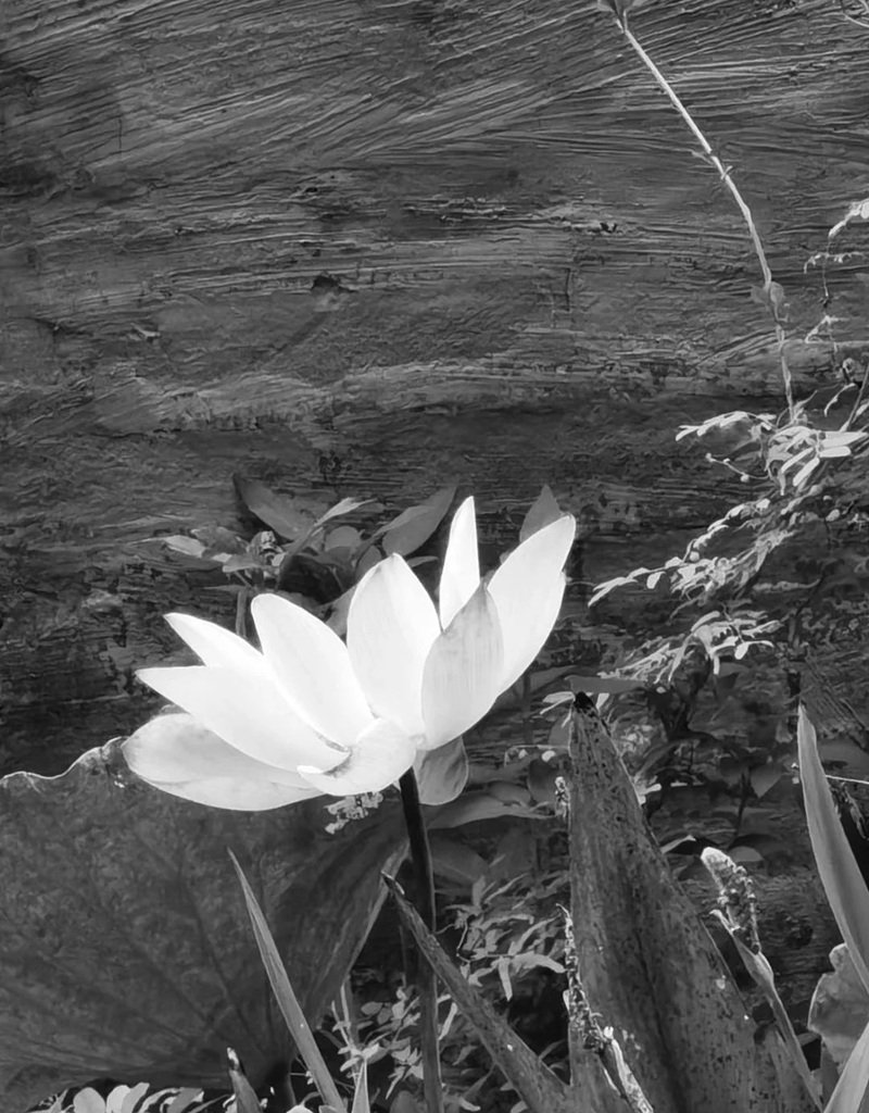 avatar chia buồn hoa sen trắng đám tang 2