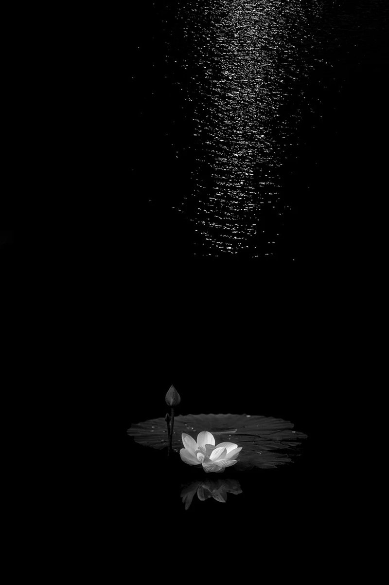 avatar chia buồn hoa sen trắng đám tang 21