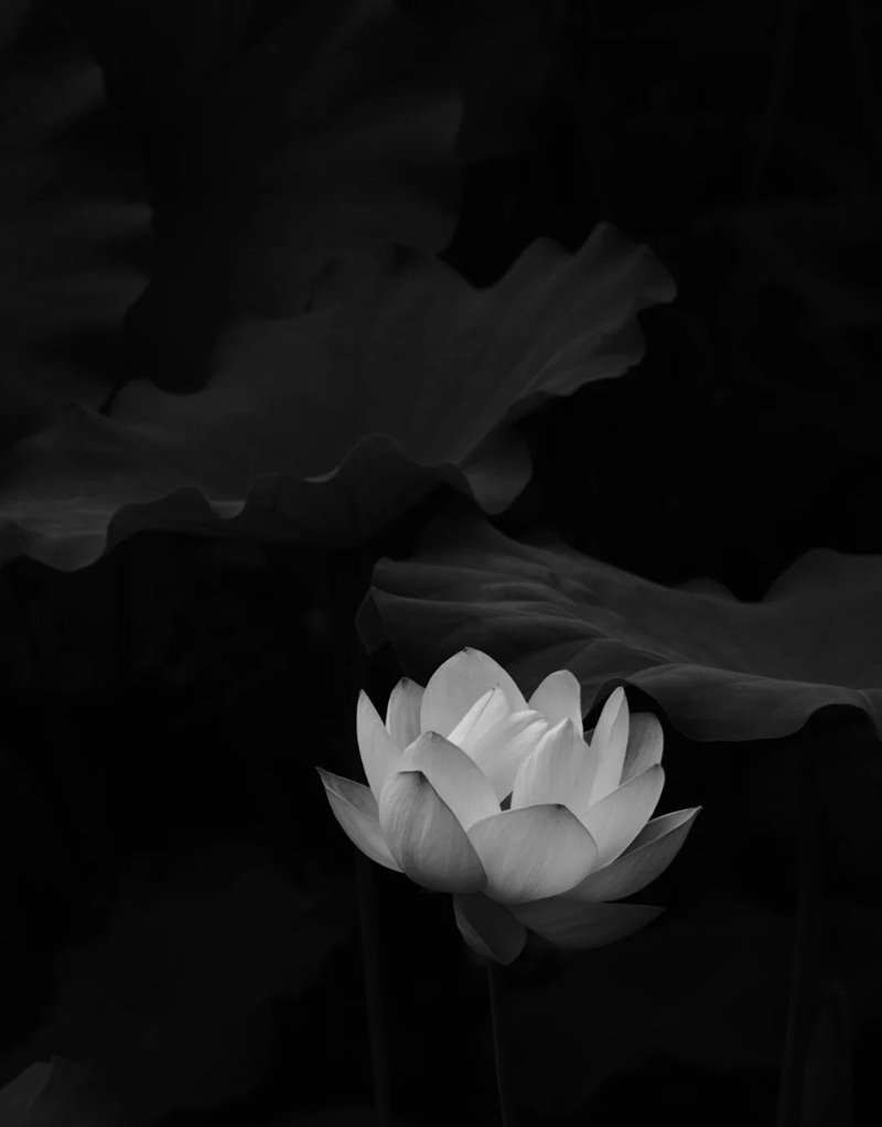 avatar chia buồn hoa sen trắng đám tang 23