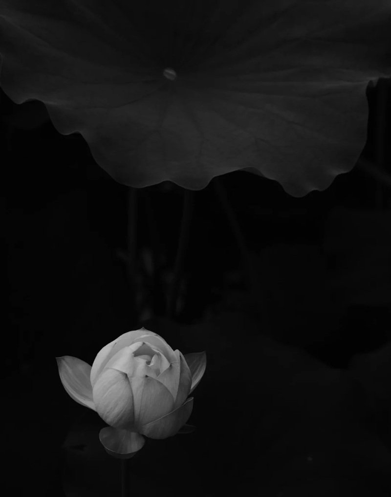 avatar chia buồn hoa sen trắng đám tang 24