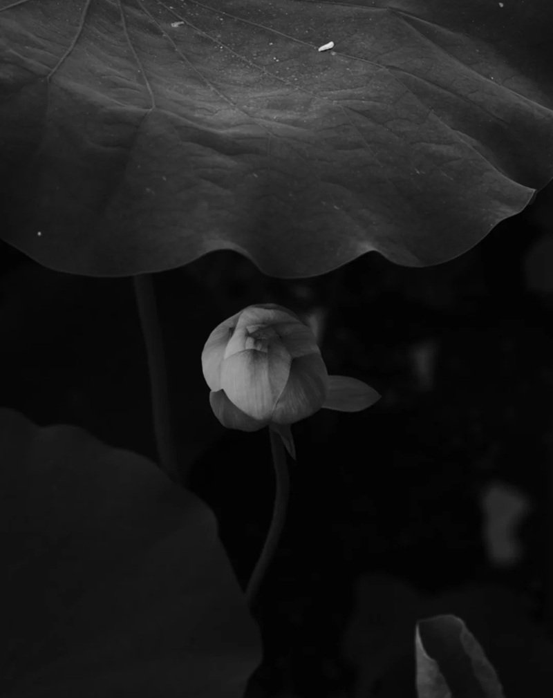 avatar chia buồn hoa sen trắng đám tang 25