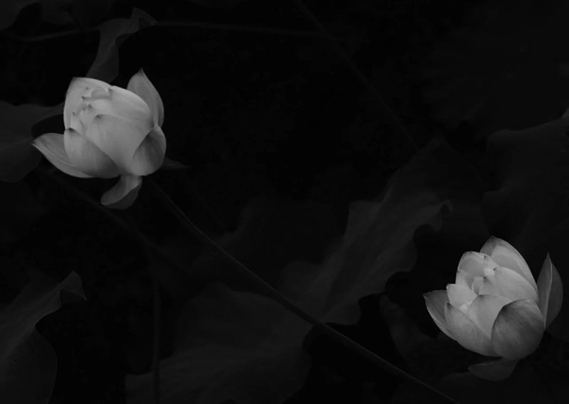 avatar chia buồn hoa sen trắng đám tang 27