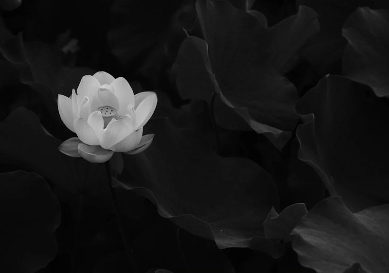 avatar chia buồn hoa sen trắng đám tang 28