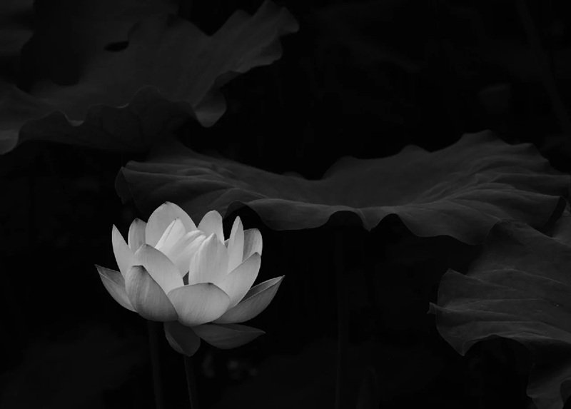 avatar chia buồn hoa sen trắng đám tang 29