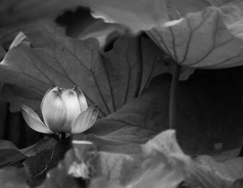 avatar chia buồn hoa sen trắng đám tang 3