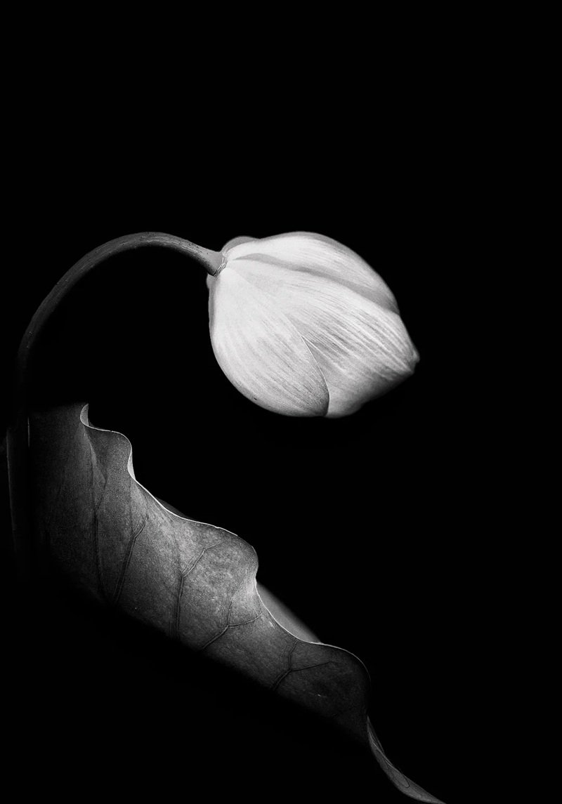 avatar chia buồn hoa sen trắng đám tang 30