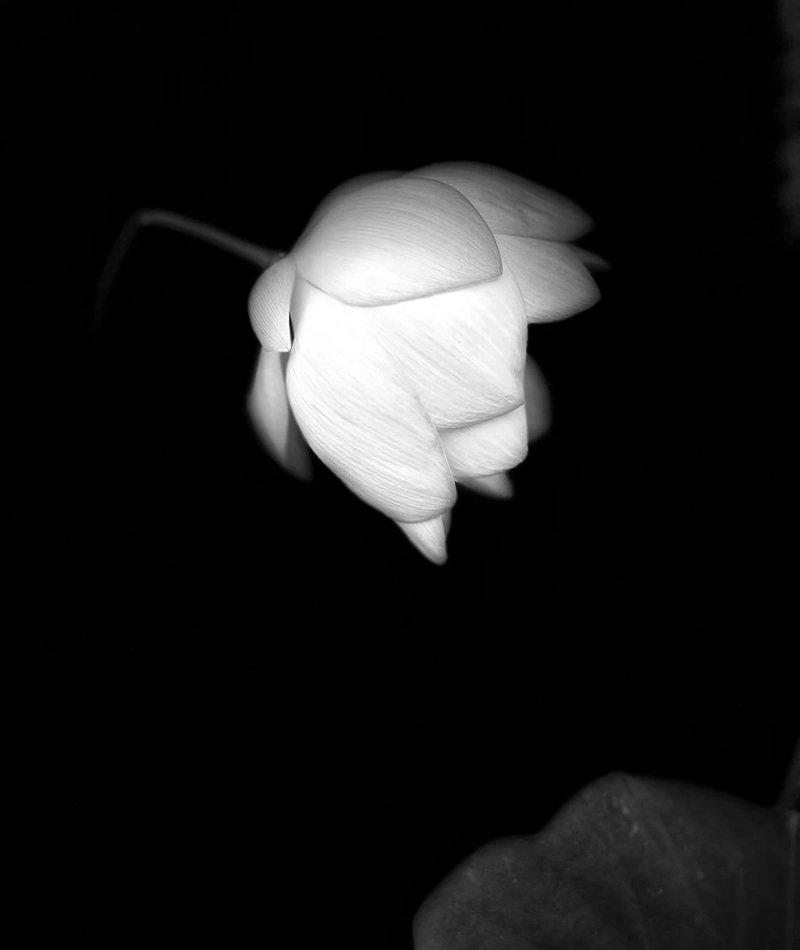 avatar chia buồn hoa sen trắng đám tang 31