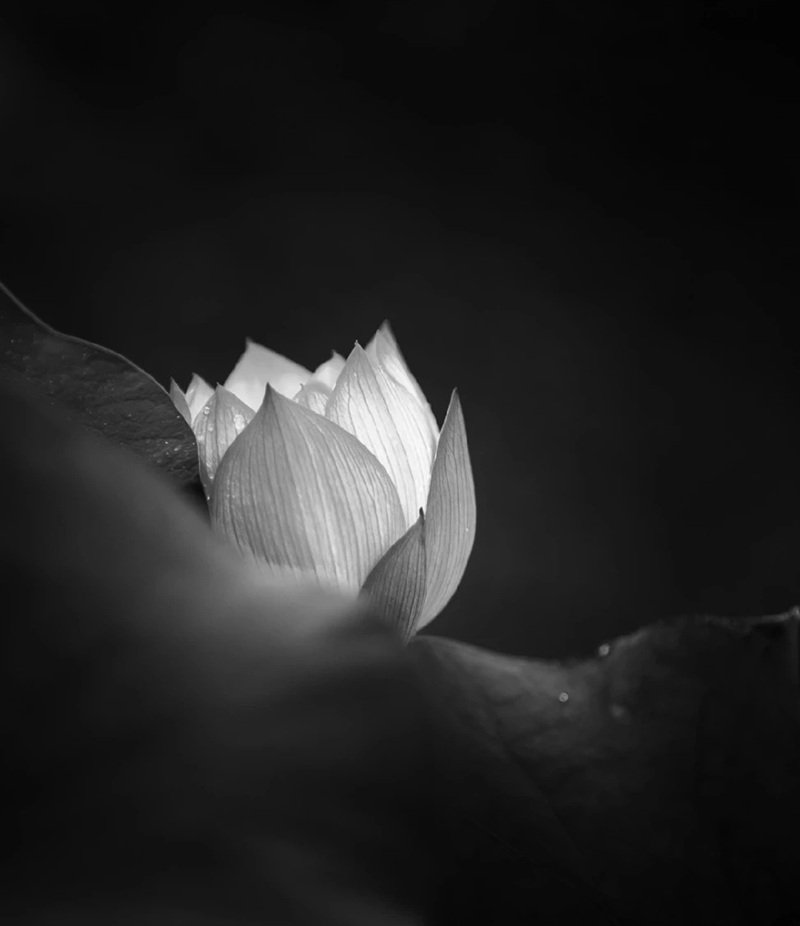 avatar chia buồn hoa sen trắng đám tang 32