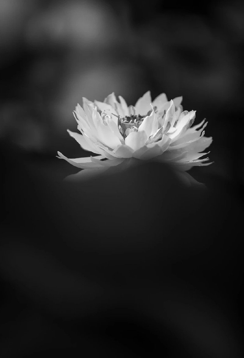 avatar chia buồn hoa sen trắng đám tang 33