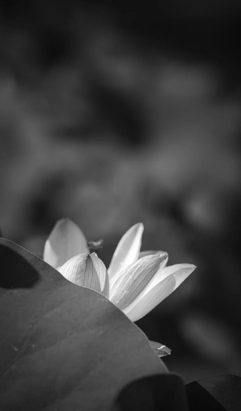 avatar chia buồn hoa sen trắng đám tang 34