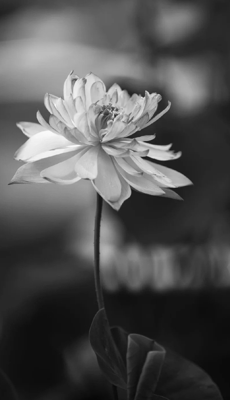 avatar chia buồn hoa sen trắng đám tang 35