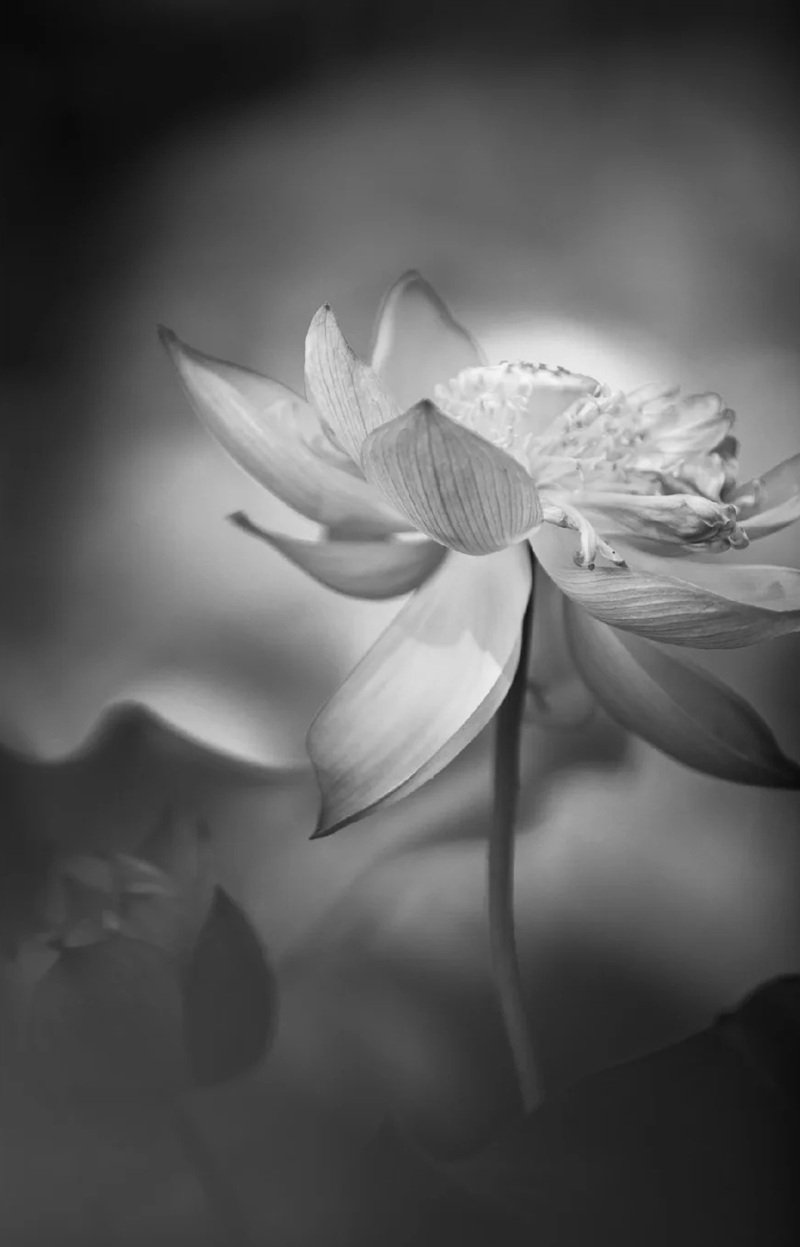 avatar chia buồn hoa sen trắng đám tang 36