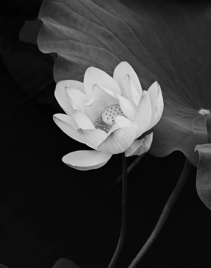 avatar chia buồn hoa sen trắng đám tang 6