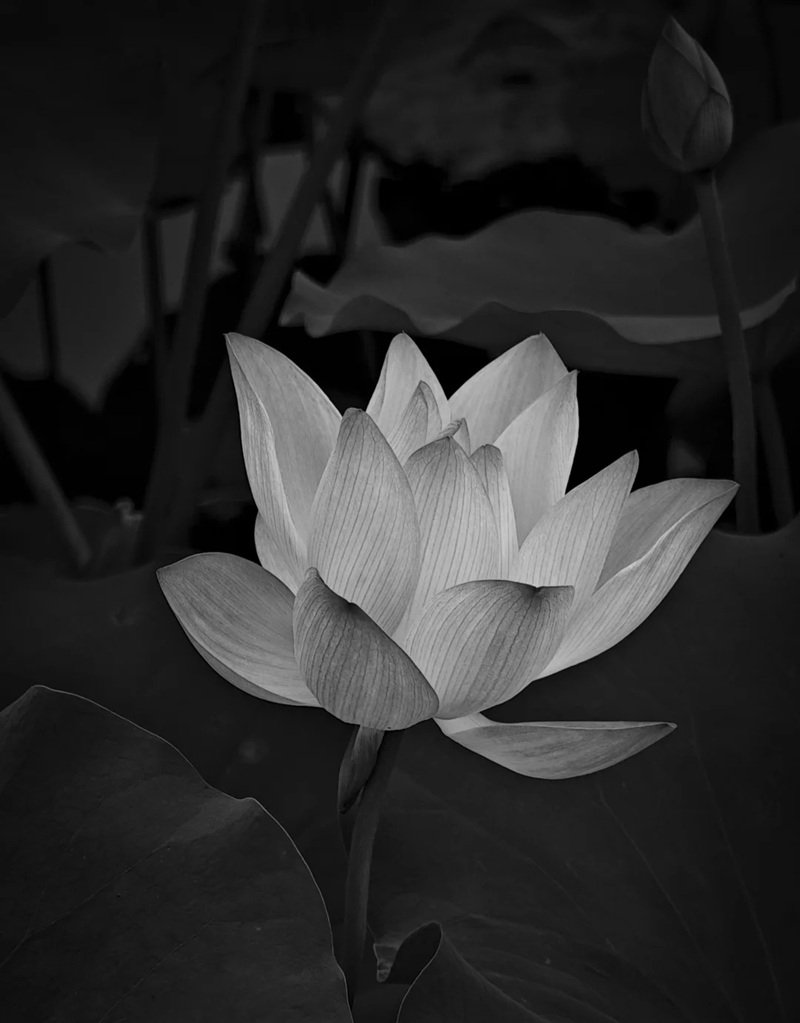 avatar chia buồn hoa sen trắng đám tang 7