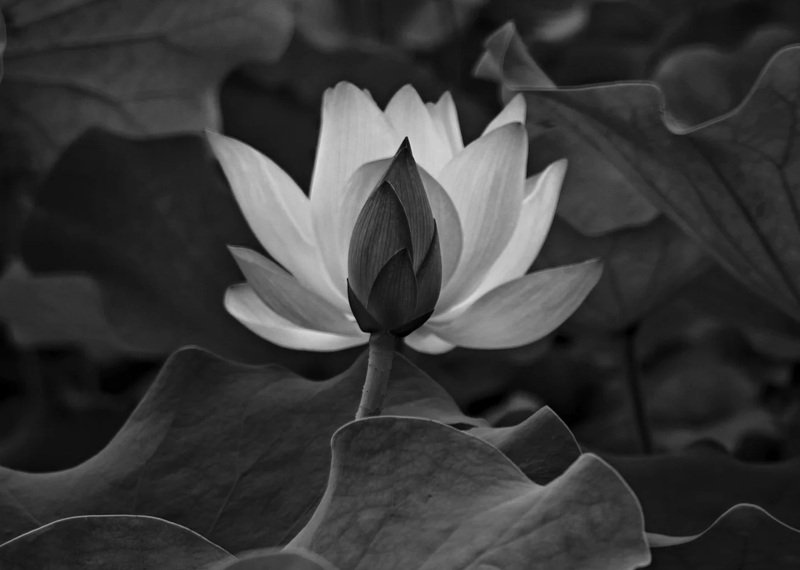 avatar chia buồn hoa sen trắng đám tang 8