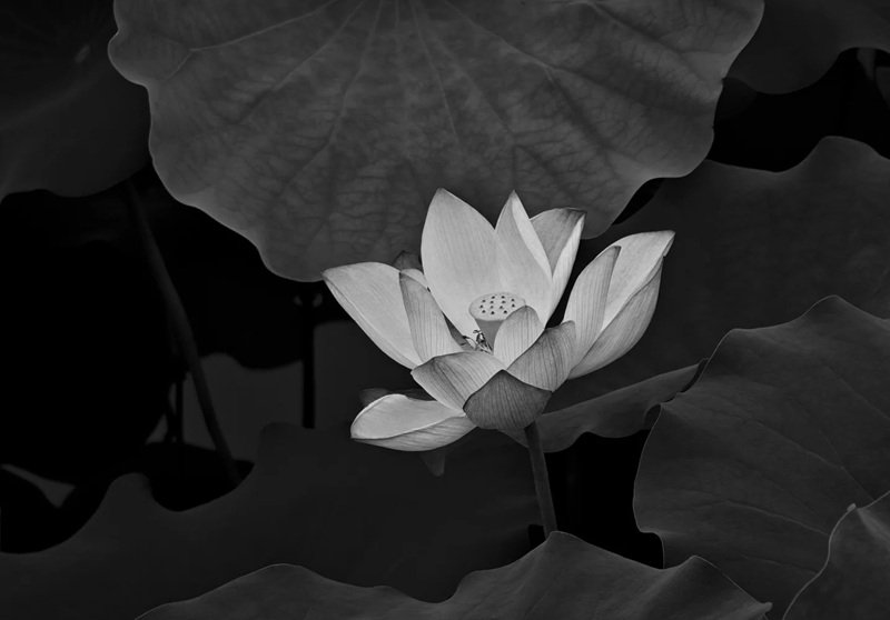 avatar chia buồn hoa sen trắng đám tang 9