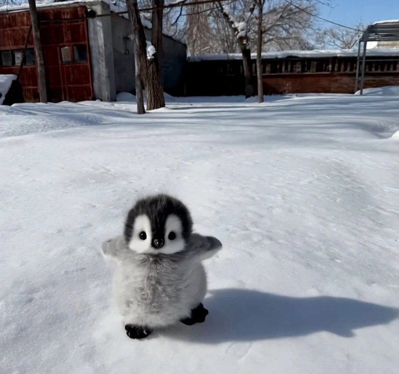 avatar chim cánh cụt cute 42