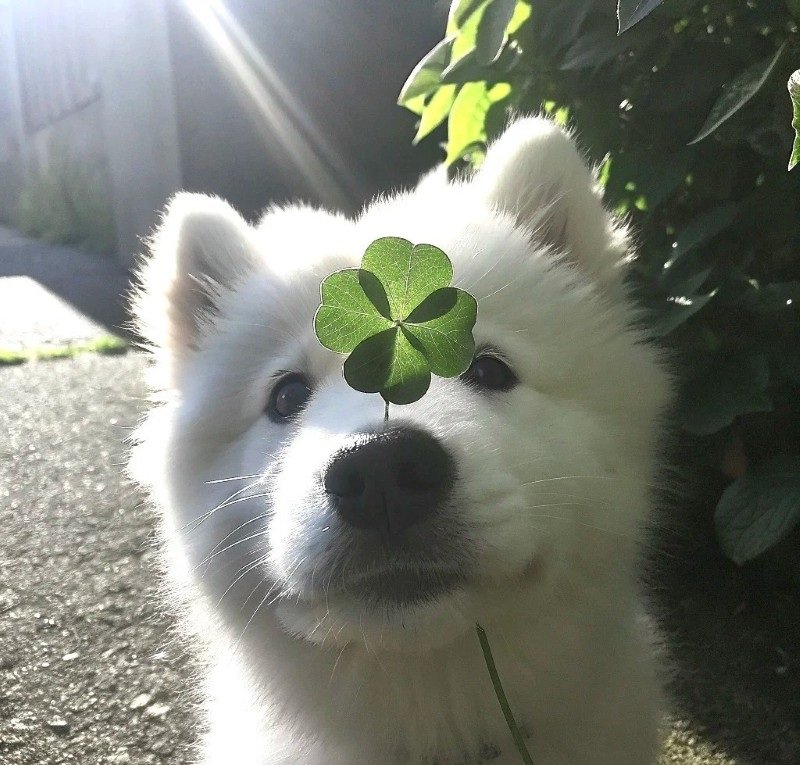 avatar chó cute​ 1