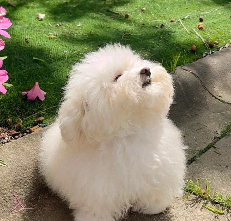 avatar chó cute​ 15