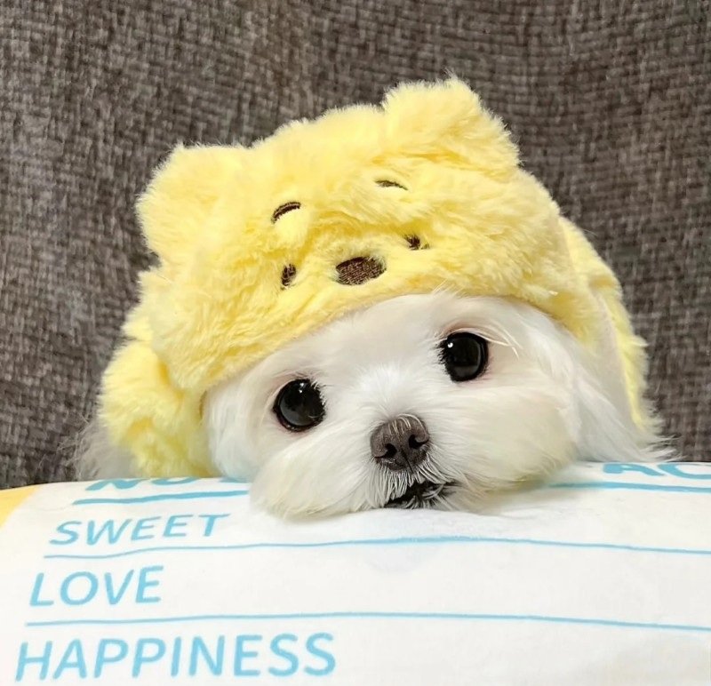 avatar chó cute​ 2