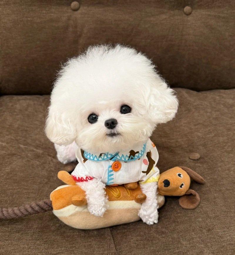 avatar chó cute​ 20