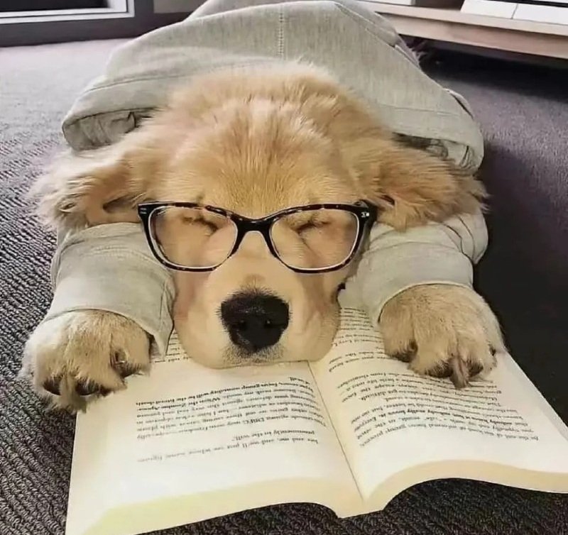 avatar chó cute​ 3