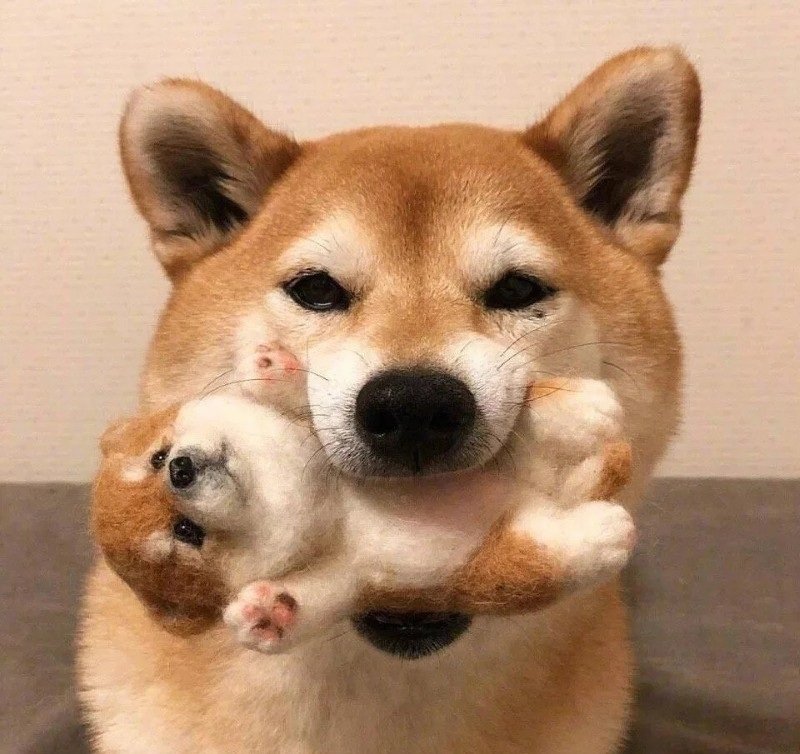 avatar chó cute​ 34