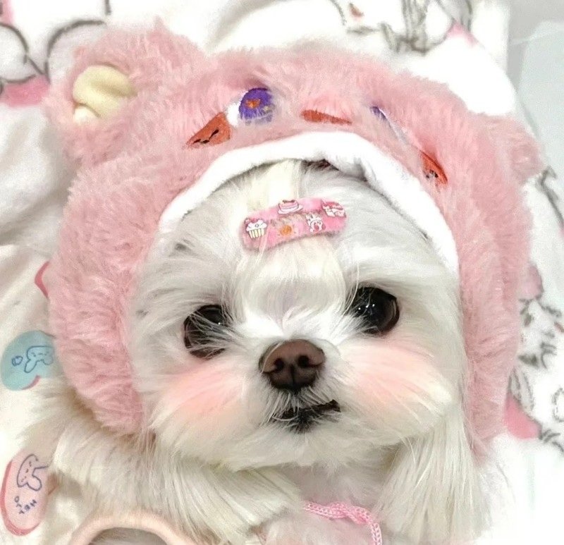 avatar chó cute​ 9