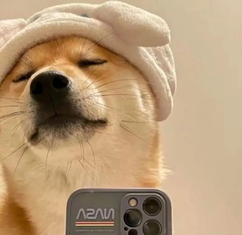 avatar chó vô tri 1