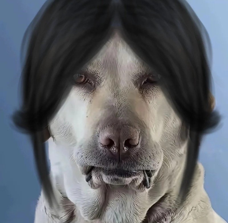 avatar chó vô tri 10