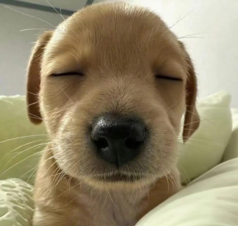 avatar chó vô tri 11