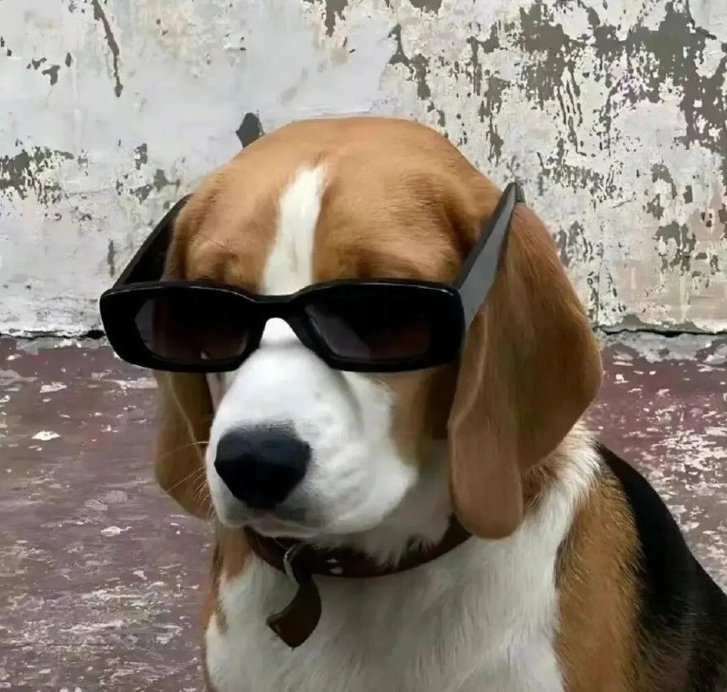 avatar chó vô tri 14