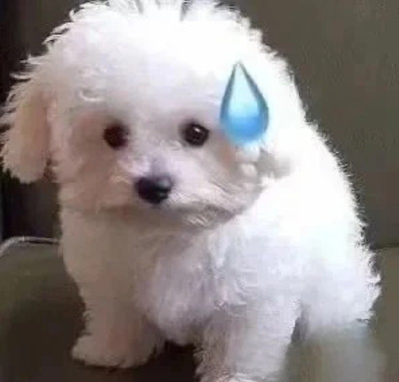 avatar chó vô tri 16