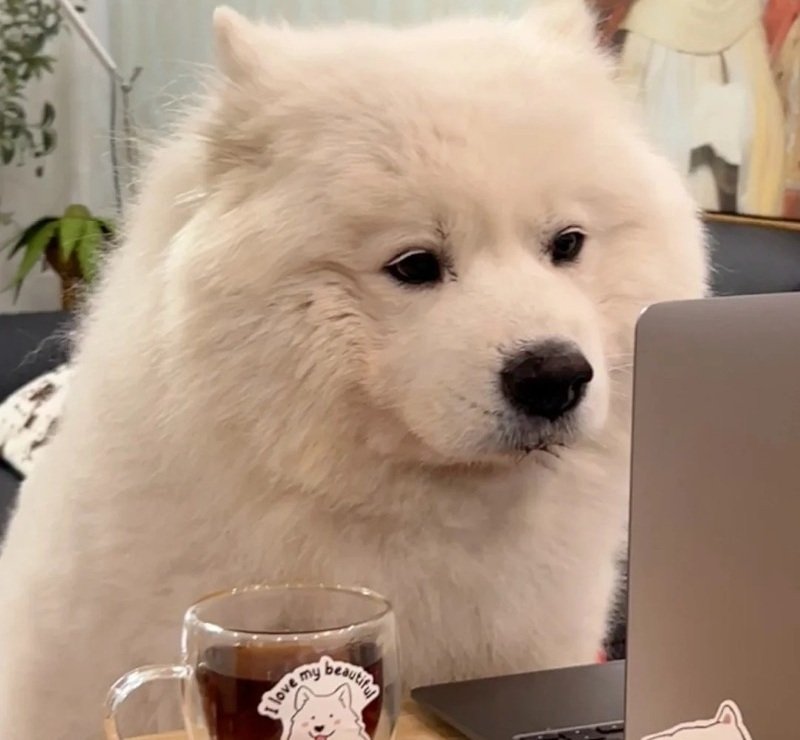 avatar chó vô tri 17