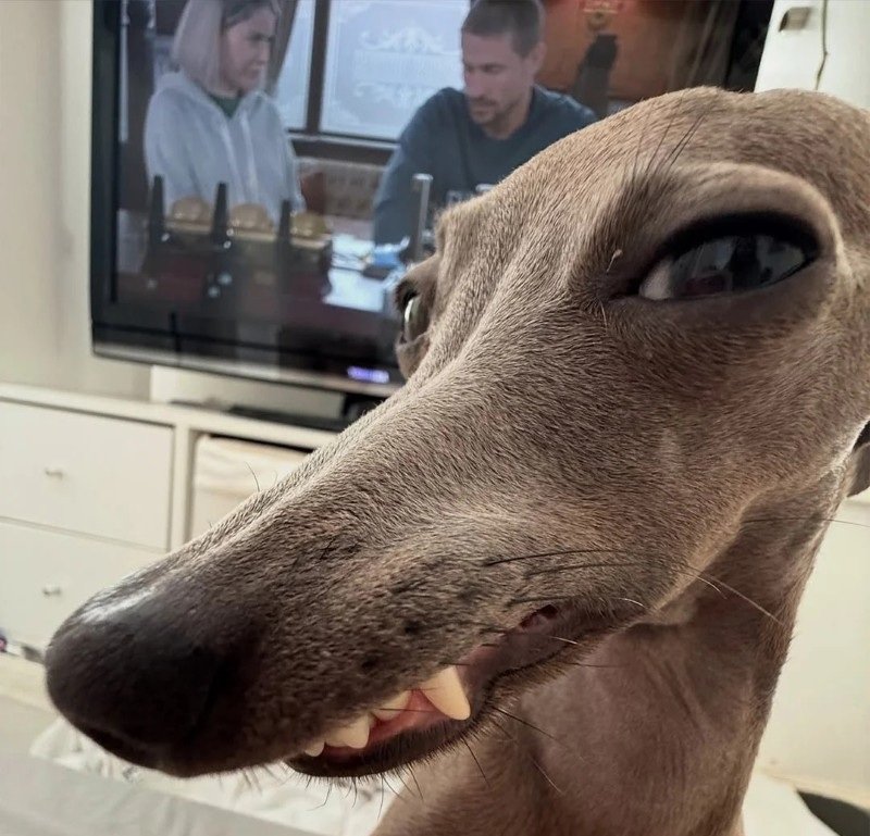 avatar chó vô tri 2