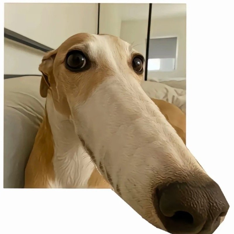 avatar chó vô tri 20