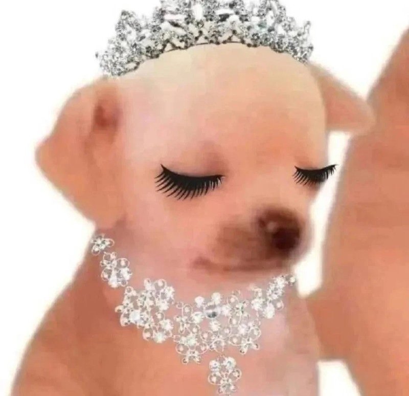 BST 88+ hình ảnh avatar chó vô tri – Ngầu, vô cảm, độc đáo - Hình ảnh bài viết