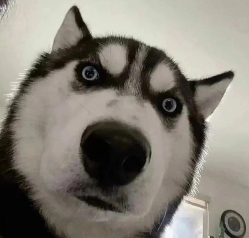 avatar chó vô tri 29