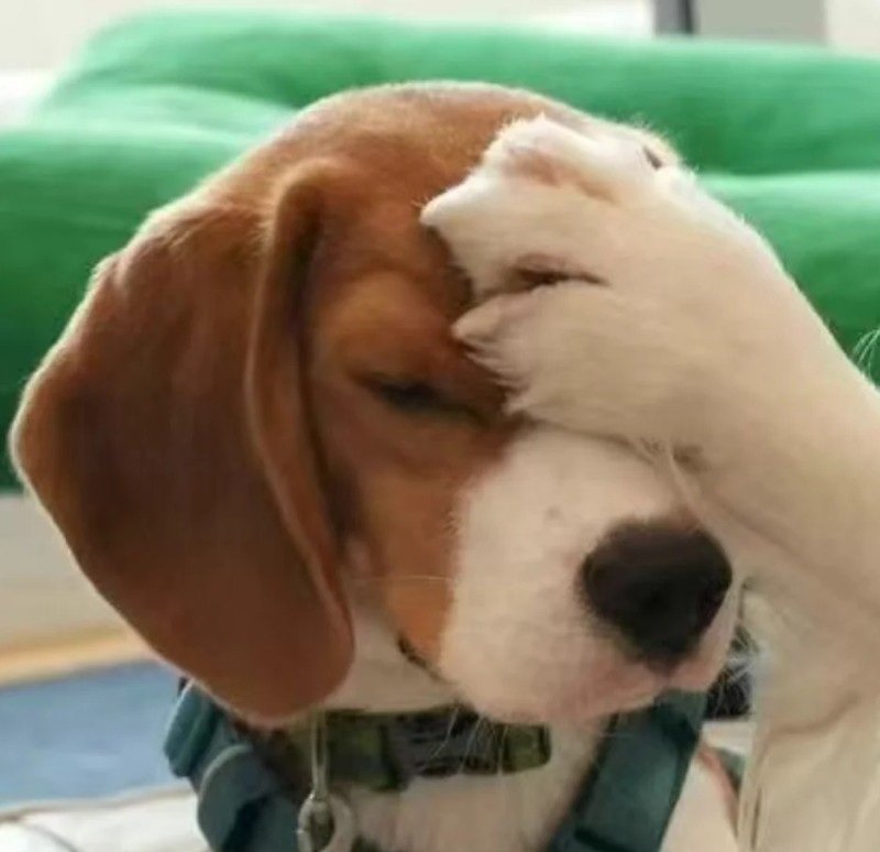 avatar chó vô tri 3