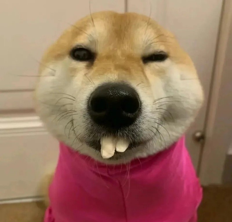 avatar chó vô tri 32