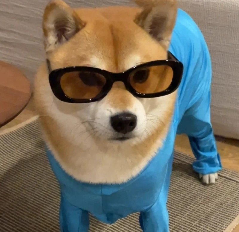 avatar chó vô tri 35