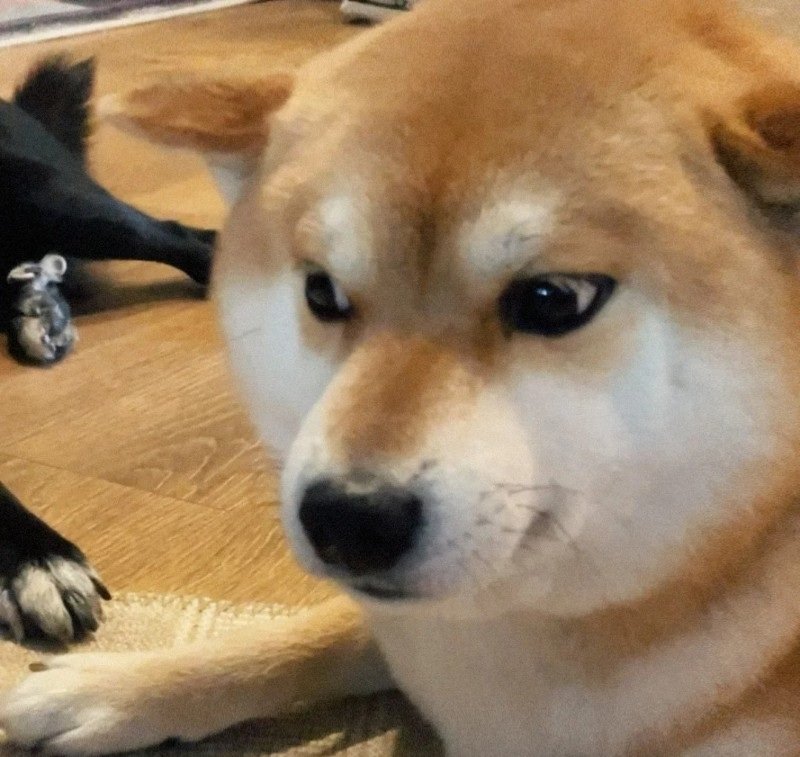 avatar chó vô tri 36