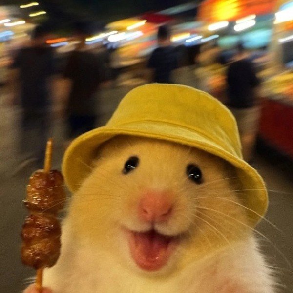 avatar chuột cute 2